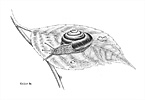 Euhadra peliomphala